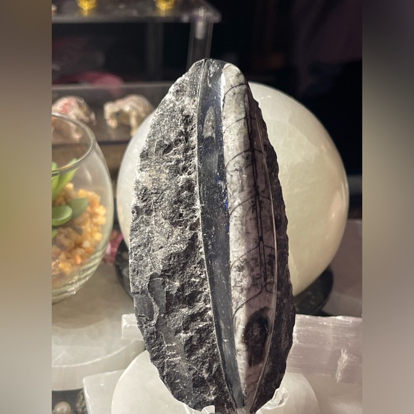 Authentic orthoceras fossils preserved in a rock matrix - Picture 3 of 12